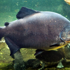 Pacu